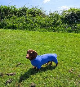 Summer Suit, Cornflower Blue