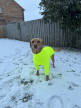 Dog Jumper, Fluorescent Yellow