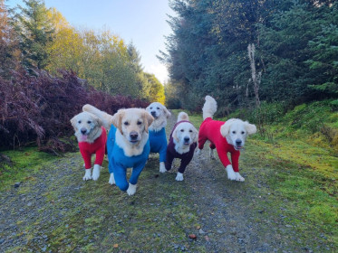 Dog Suit, Red, Teal, Mulberry