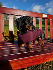 Dachsie Jumper, Mulberry Dachsie Jumper, Mulberry