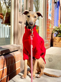 Dog Jumper, Red