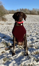 Dog Tankie, Mulberry