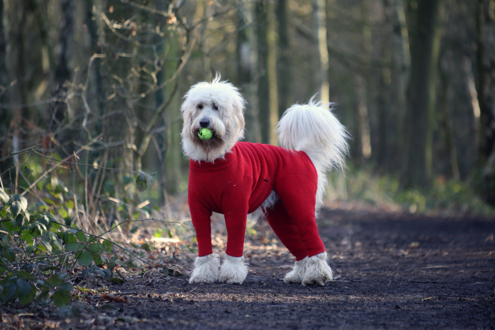 PADDED TROUSER SUIT WATERPROOF ALL IN ONE DOG COAT  MADE IN THE UK  eBay