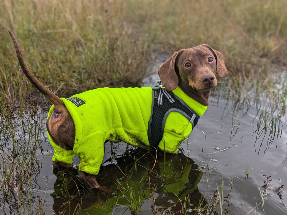 Miniature Dachshund Waterproof Dog Rain Jacket – Voyagers K9 Apparel