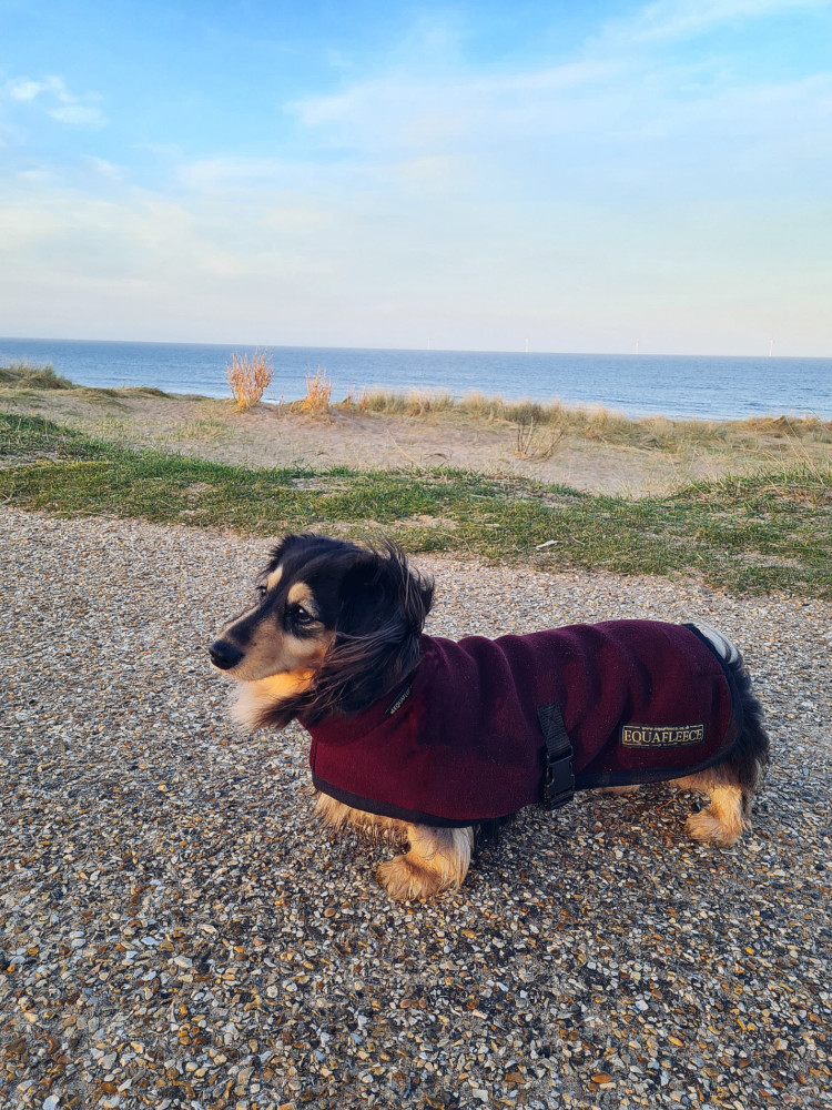 dachsie equafleece