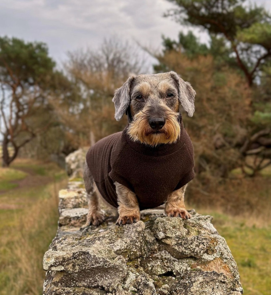 Shades Of Brown Designer Dog Jumper