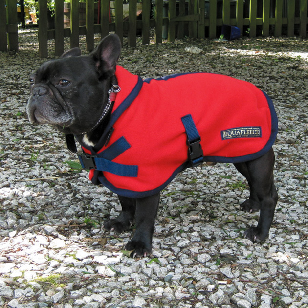 staffy dog coats