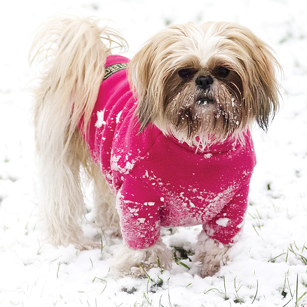 dog sweaters uk