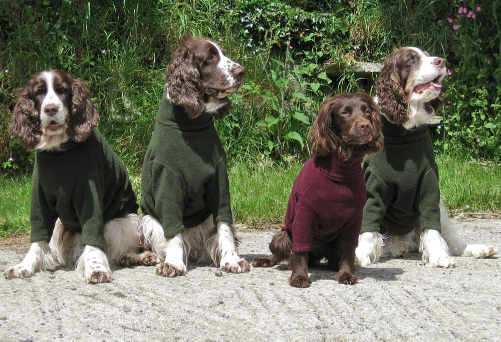 cocker spaniel dog jumper