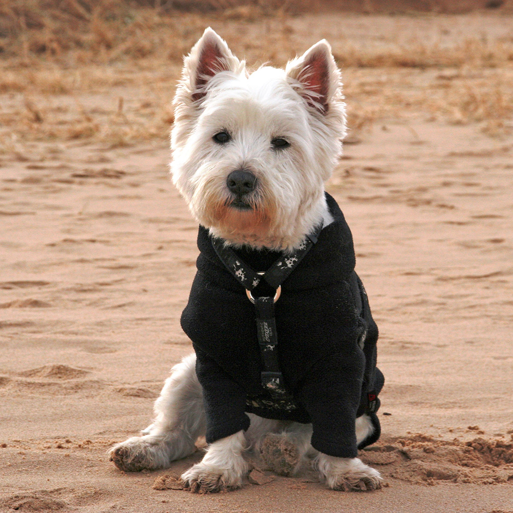 westie jumper