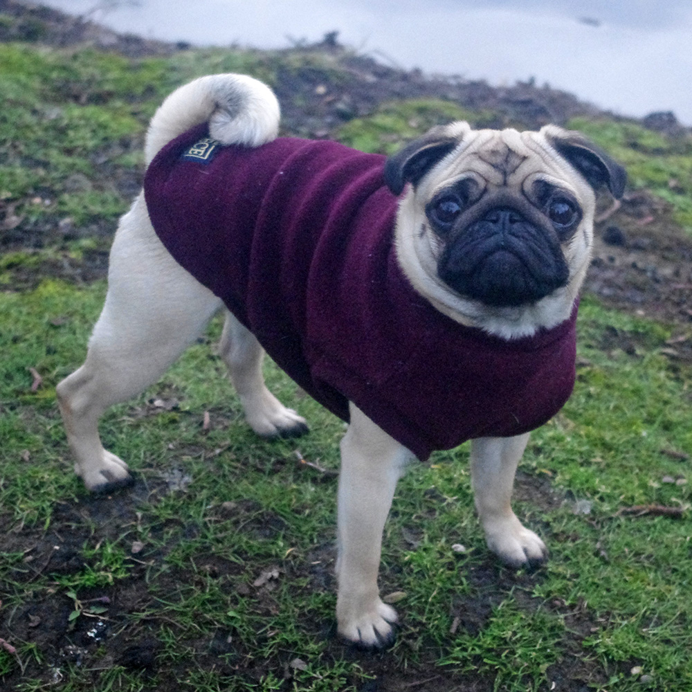 Equafleece pug Clearance