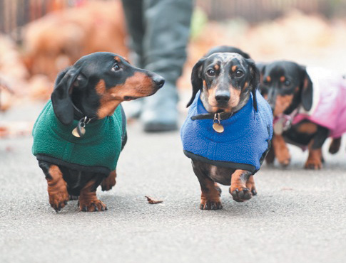 dog coats for basset hounds