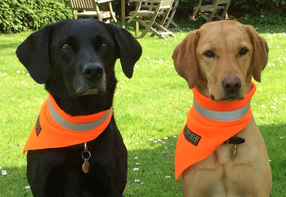 dog with neckerchief